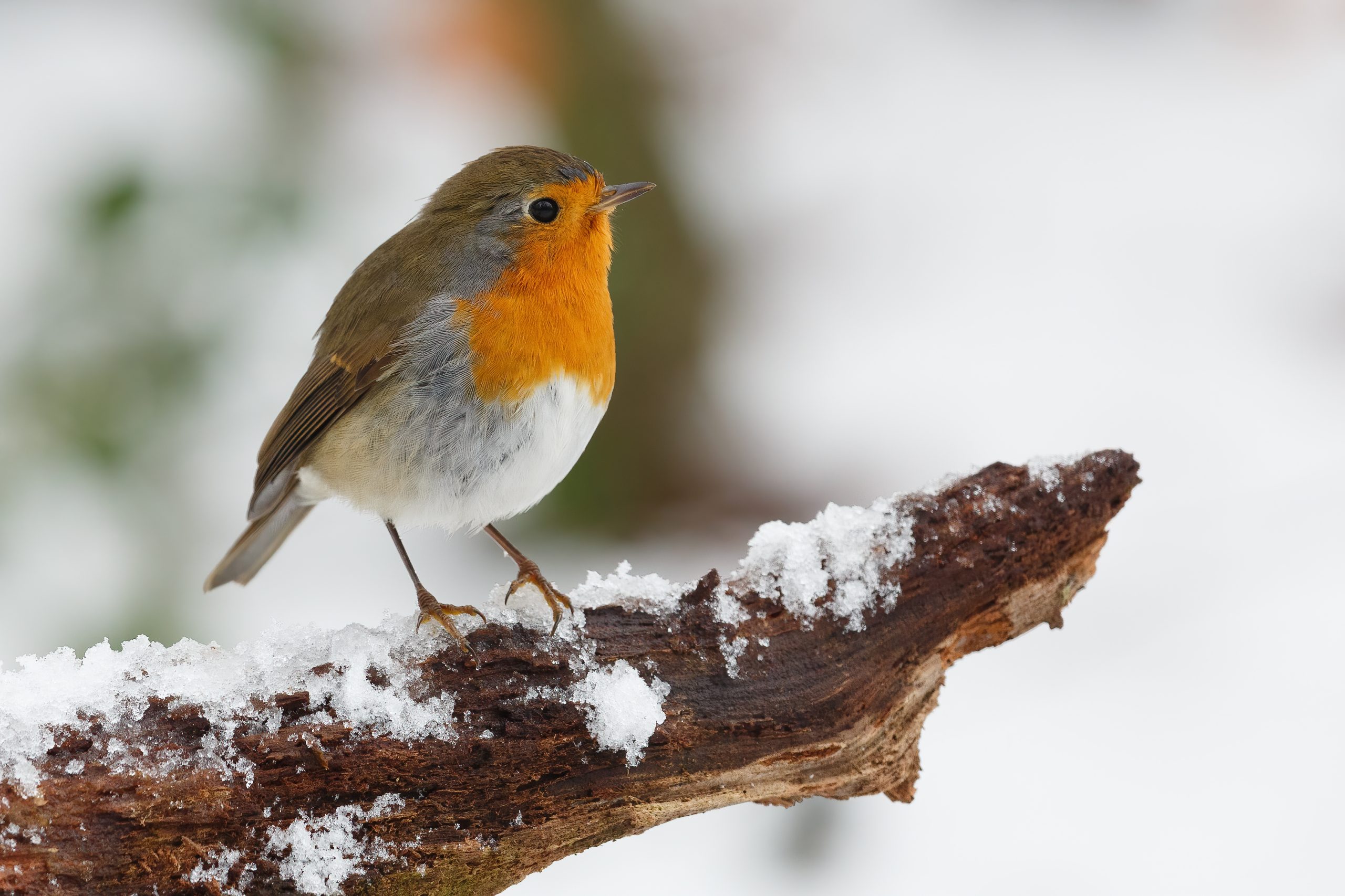 fotografia vtáka - červienky - v zimnom prostredí